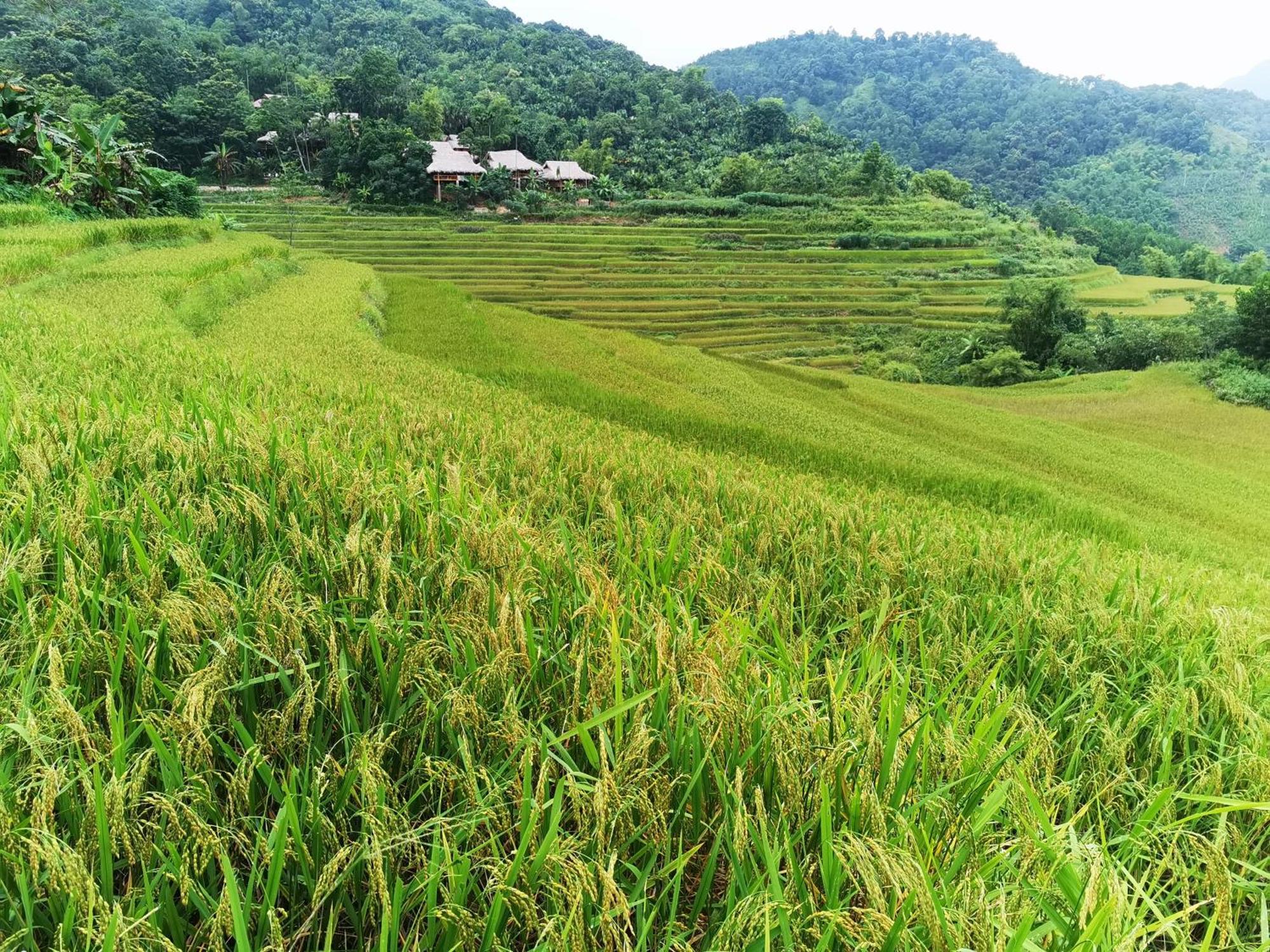 Pu Luong Natura Номер фото